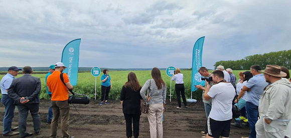 На красноярском Дне поля испытали новый инсектицид на рапсе